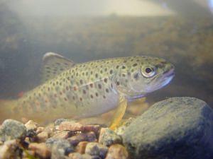 Taimenenpoikainen Vantaanjoessa