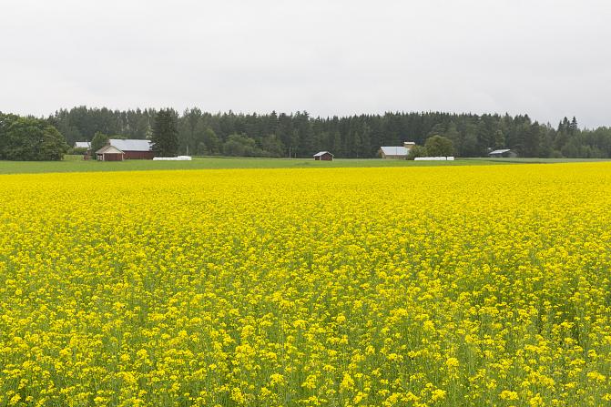 Kuva rypsipellosta.