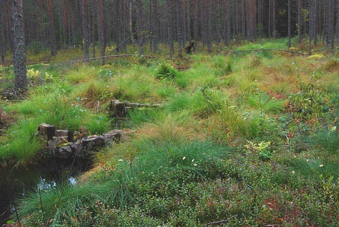 Padottu ja ojin täytetty oja. 