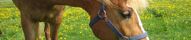 Hevonen laitumella