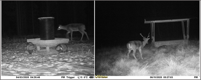 Images from wildlife camera show the supplementary feeding sites being used by white-tailed deer and raccoon dogs (left) as well as fallow deers and raccoon dogs (right). 