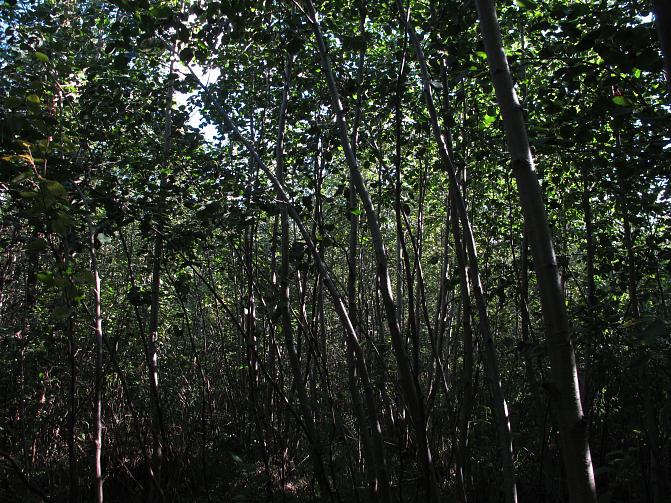 Kanto- ja juusivesoista syntynyt harmaalepikko