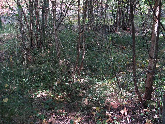 Hieskoivikon toinen puusukupolvi