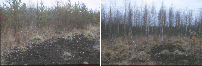 Kaksi kuvaa puustosta