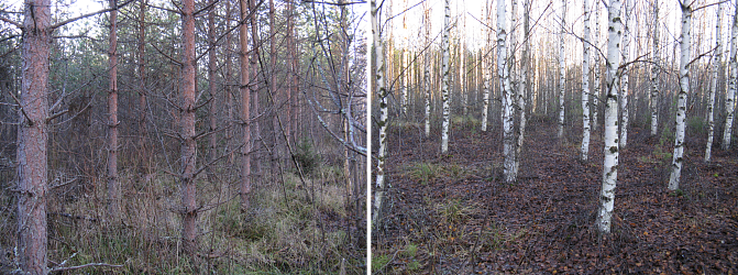 Kaksi kuvaa puustosta