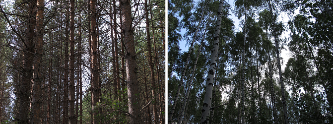 Kaksi kuvaa puustosta