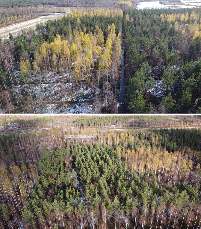 Kaksi kuvaa puustosta