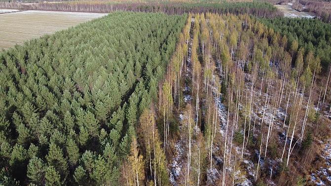 Kaksi kuvaa puustosta