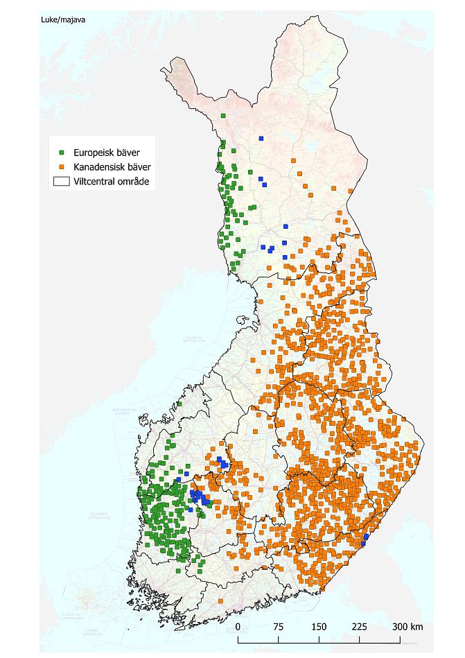 Bona för europeisk apa och kanadaapa är markerade på kartan över Finland enligt övervakningen hösten 2023.