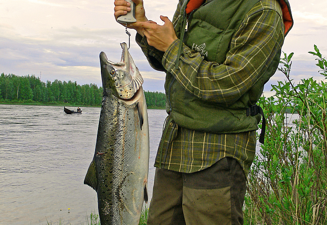 Mies punnitsee lohta joen rannalla. 