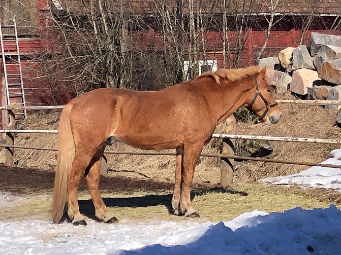 Kuvituskuva, jossa Ssomenhevosori Hermanni Totki. 
