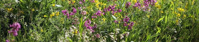 Flowering plants in the meadow