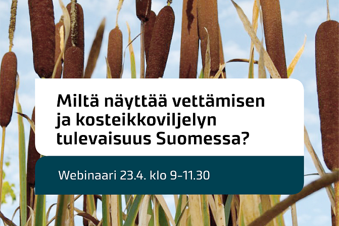 Osmankäämejä ja teksti: Miltä näyttää vettämisen ja kosteikkoviljelyn tulevaisuus Suomessa?
