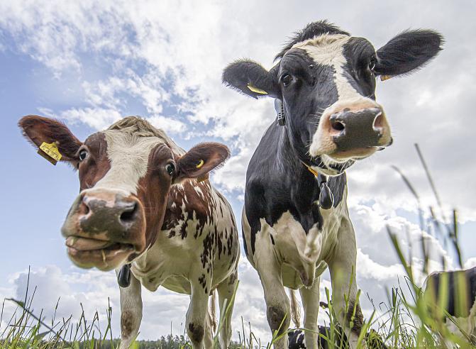 Kuvassa on kaksi lehmää laitumella. 