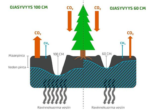 Piirros näyttää, miten matalat ojat vähentävät kunnostusojitusten ilmastopäästöjä ja vesistökuormitusta.