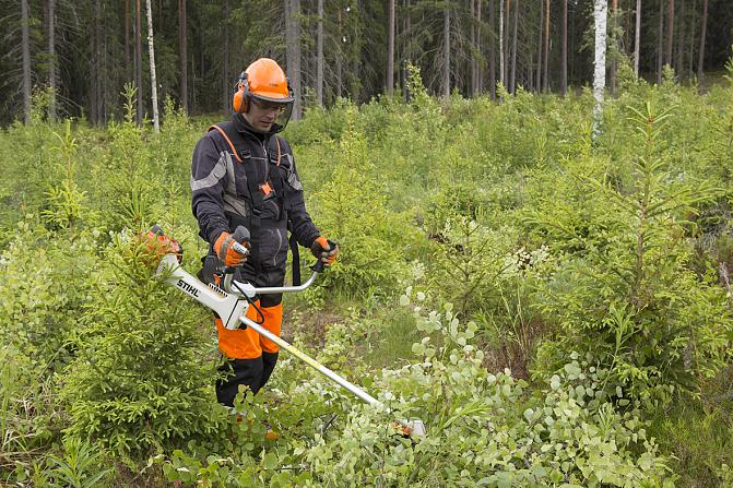 Metsuri tekee kuusentaimikon varhaisperkausta raivaussahalla.
