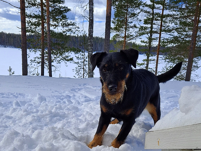 Musta koira lumisessa maisemassa.