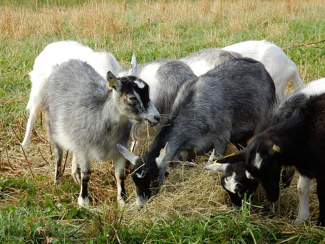 Suomenvuohet syömässä ruohoa