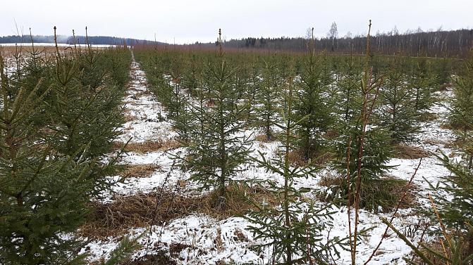 219502 Luua {2017-04-21} 3.jpg