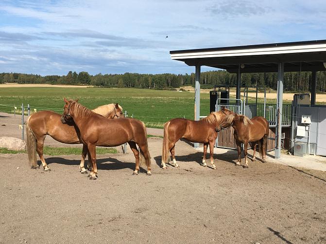 Luken tutkimushevosia