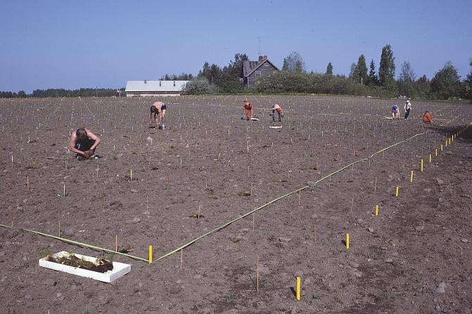 Kokeen istutus Vaahersalossa.jpg