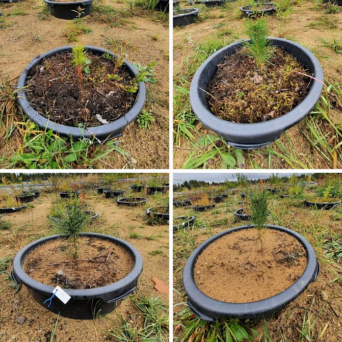 Neljä kuvaa männyntaimista, osa istutettu muokkaamattomaan maahan, osa laikkumättääseen. Osalle taimista annettiin rakeita, osalle ei. Muokkaamattomaan maahan istutetut männyn taimet hyötyivät arGrow©-rakeiden lisäämisestä jonkin verran, laikkumättäillä vaikutukset olivat vähäisempiä. 