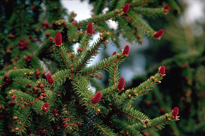 Kuusen emi- ja hedekukintoja.jpg