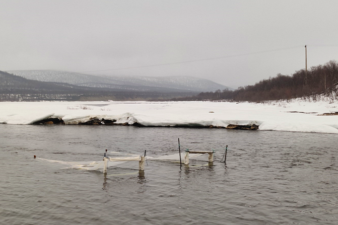 Laxyngel som ska fångas i nedre delen av Utsjoki älv. Älven i förgrunden, fjällen i bakgrunden.