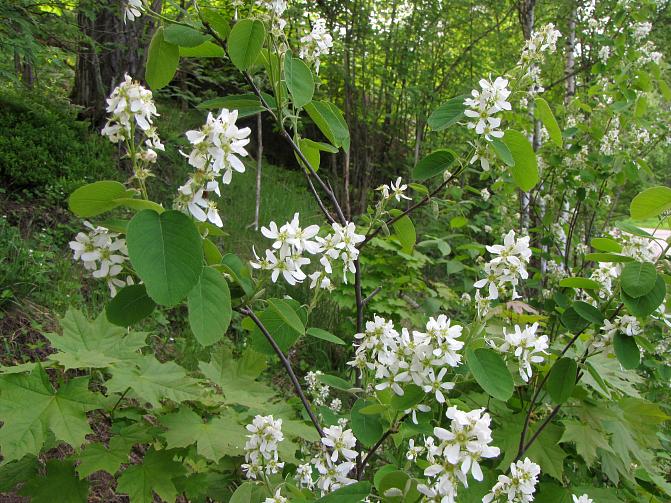 Isotuomipihlaja kukkii valkoisin kukin.