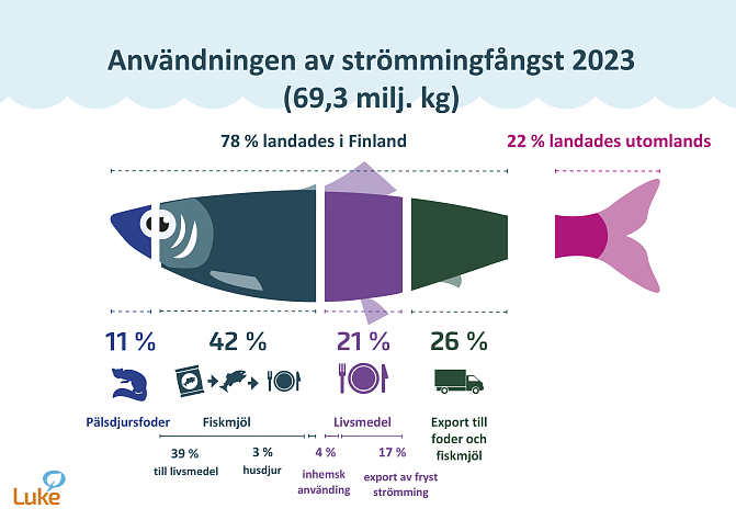 Infografiken presenterar uppgifter om användningen av strömmingsfångster baserat på deklarationer om första inköp och statistik över internationell fiskhandel. 78% av fångsten landades i Finland och 22% utomlands. Av den strömming som landades i Finland användes 11 procent som pälsfoder, 42 procent som fiskmjöl, 21 procent som livsmedel och 26 procent exporterades som foder eller fiskmjölsråvara.