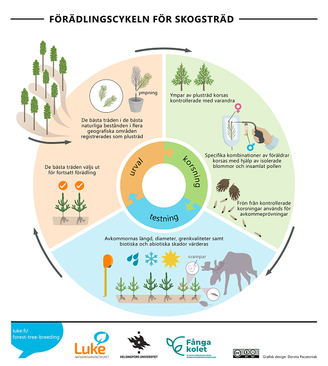 breeding cycle 08 SV