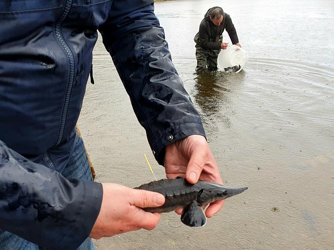 Kaksikesäinen atlantinsampi ihmisen kädessä istutustilanteessa. Kala on on merkitty t-ankkurimerkillä.