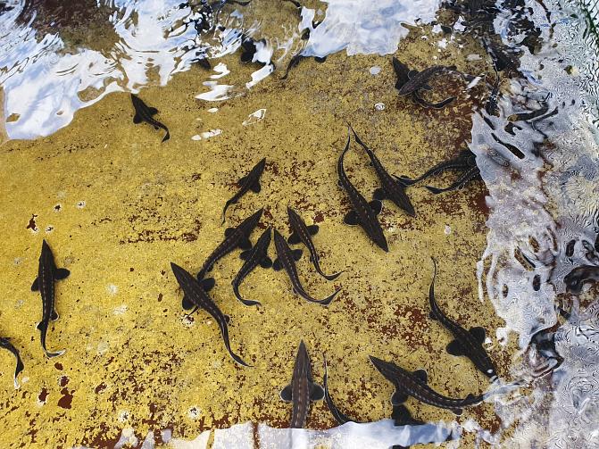 Atlantinsampia verkkoaltaan pohjalla