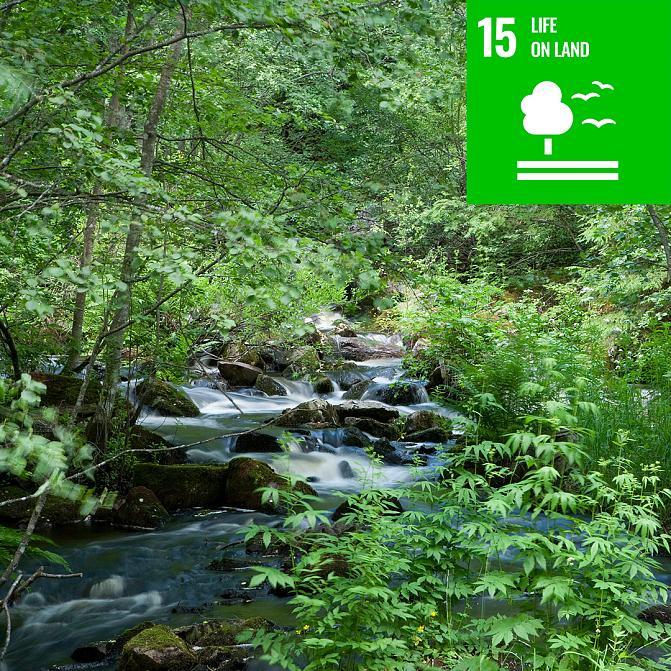 SDG 15 Life on land