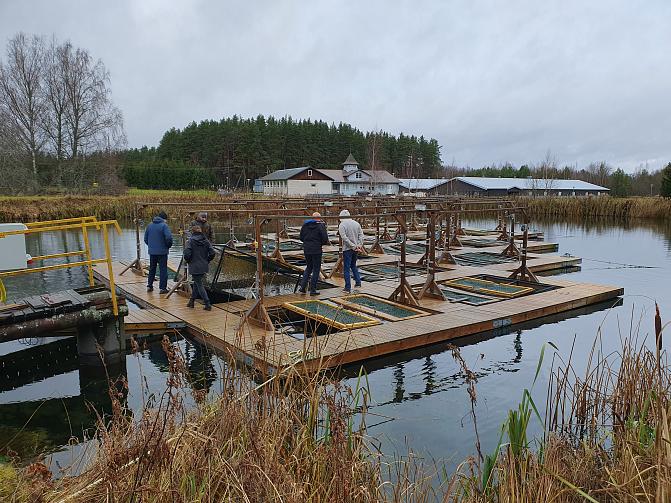 Kuvassa kalanviljelylaitos, jossa tehdään sammen poikasten jatkokasvatusta ulkona verkkoaltaissa.