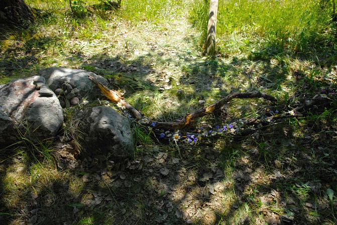 Varjojen täplittämä kukkapuro haapojen katveessa. 