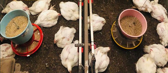 kanoja kotieläinten tutkimustilassa