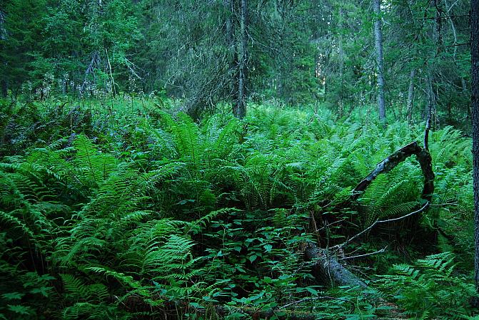 Kotkansiipivaltainen, kostea runsasravinteinen lehto Kainuussa