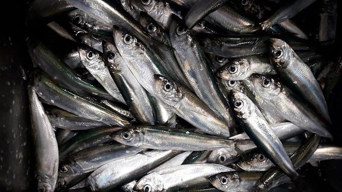 Paljon silakoita limittäin ja lomittain