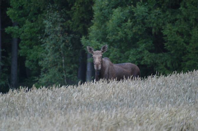 Naarashirvi seisoo pellon reunassa