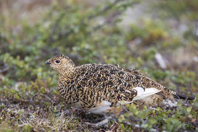 Yksinäinen riekko tunturikoivikossa