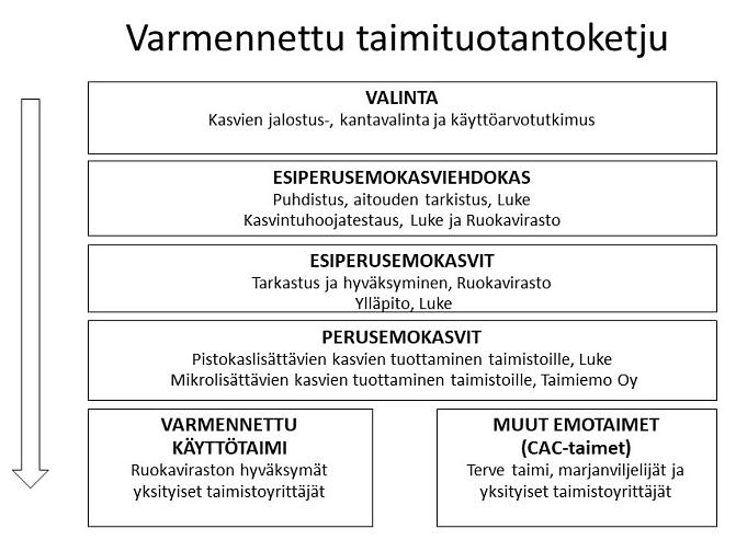 Varmennettu taimituotantoketju