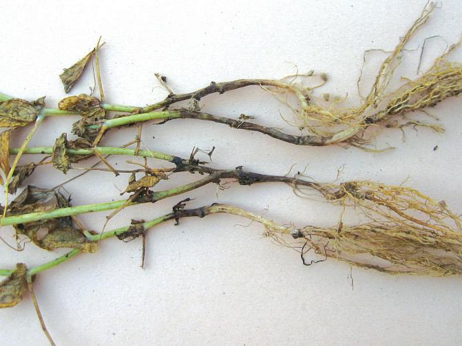 Monet Fusarium-lajit aiheuttavat ruskeita kuoliolaikkuja herneen varsien tyville. Nämä taudit eivät yleensä tuhoa juuristoa, kuten lakaste