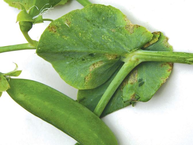 Ärtbladmögel orsakar brunaktiga nekrosfläckar (döda fläckar) på ärtens blad och baljor