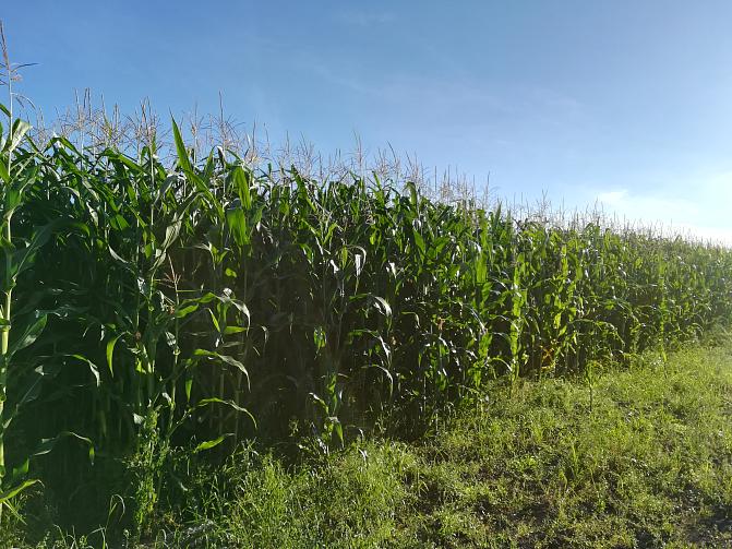 korkeaa maissikasvustoa