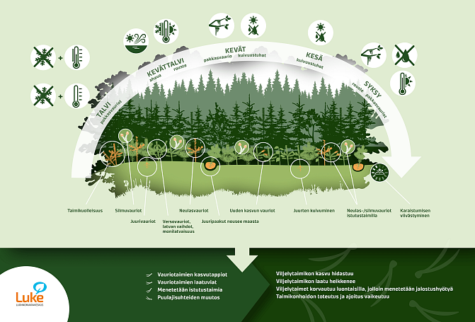 infograafi taimikkotuhoista
