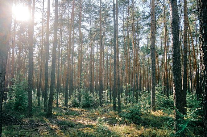 A forest landscape with both shorter and taller trees.