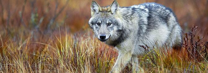 A wolf is looking at the camera.