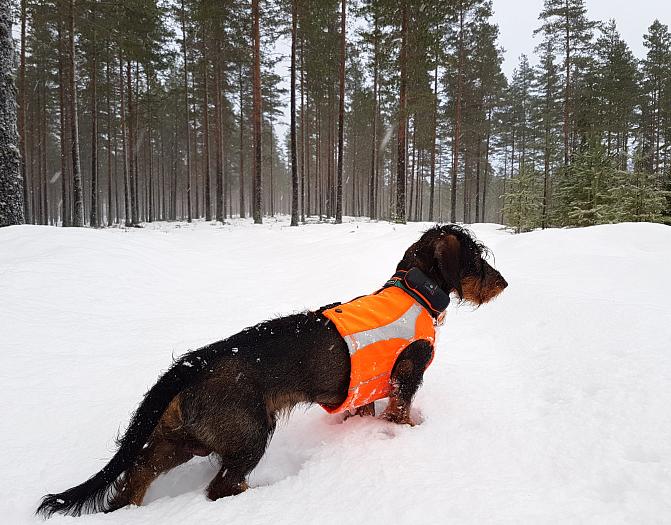 Jakthund med varselväst och GPS-sändare står i en snöig skog.
