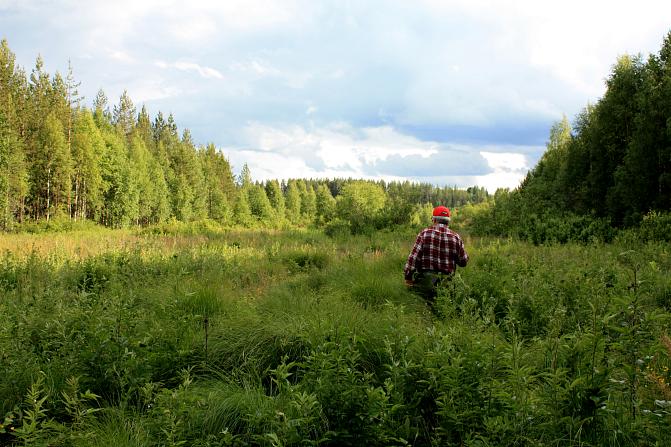 En person går på en skogsglänta.